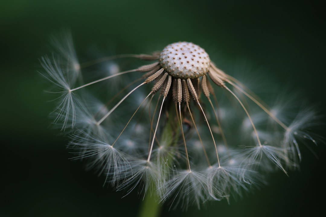 Photo Flower seeds